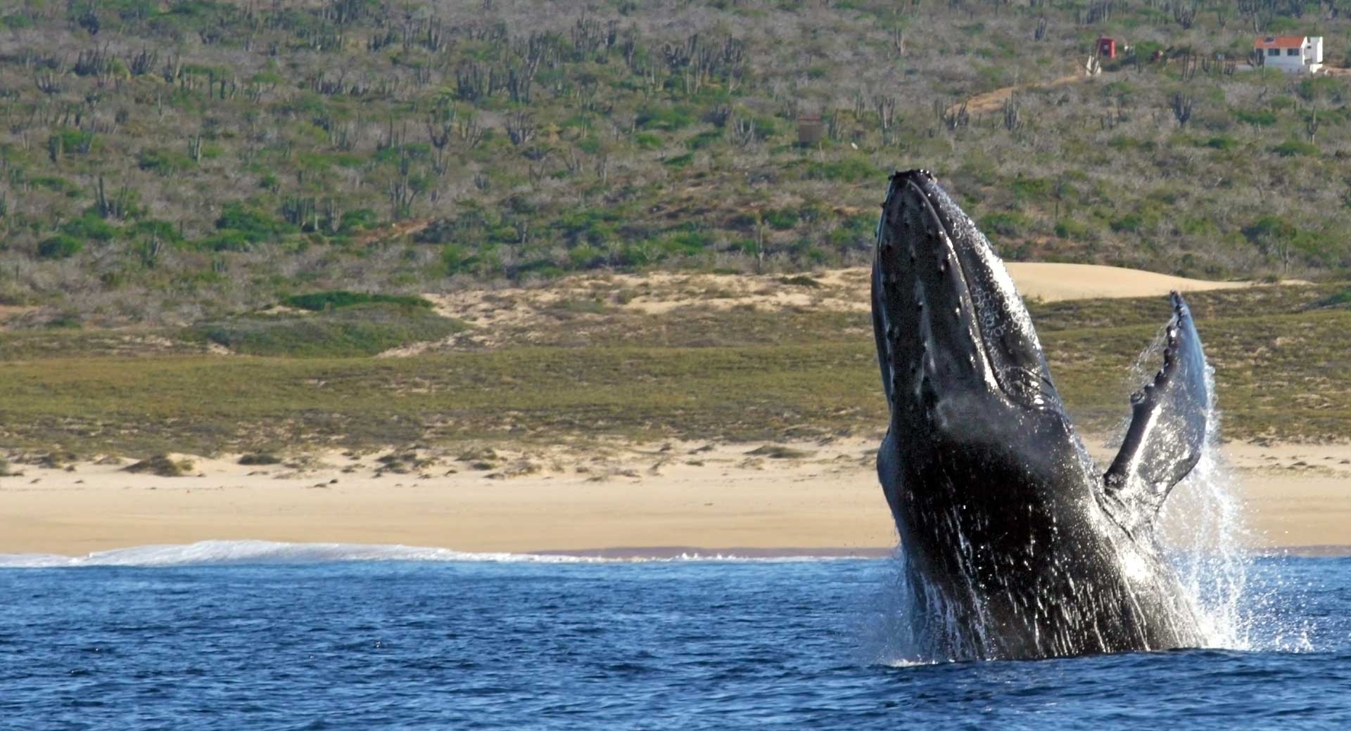 Whale Watching in Cabo.