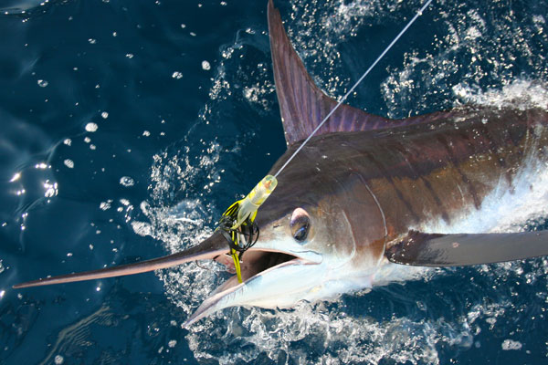 Marlin Fishing in Cabo