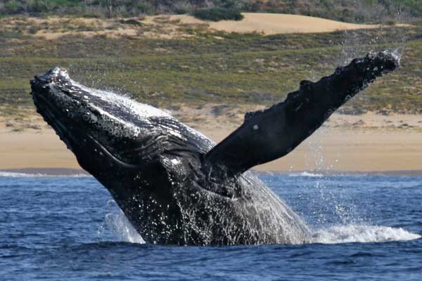 Humback whale breaching on a whale watching tour in Cabo San Lucas