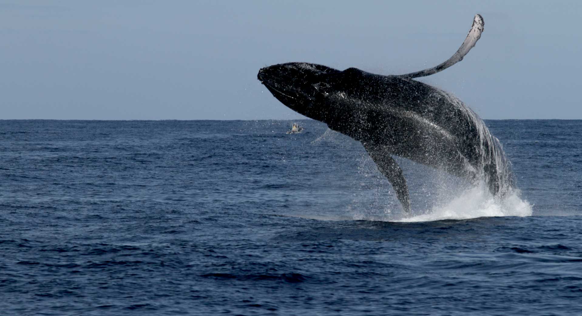 Humpback whale breaching on a Cabo whale watch cruise