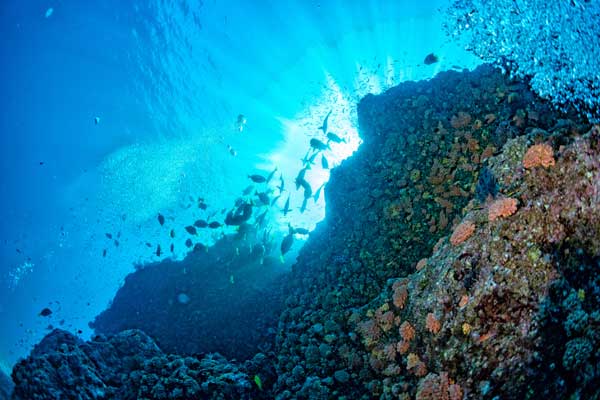 Scuba diving in Cabo Pulmo Marine Sanctuary, Los Cabos